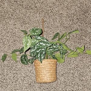 Hanging Woven Basket with Green Faux Plant